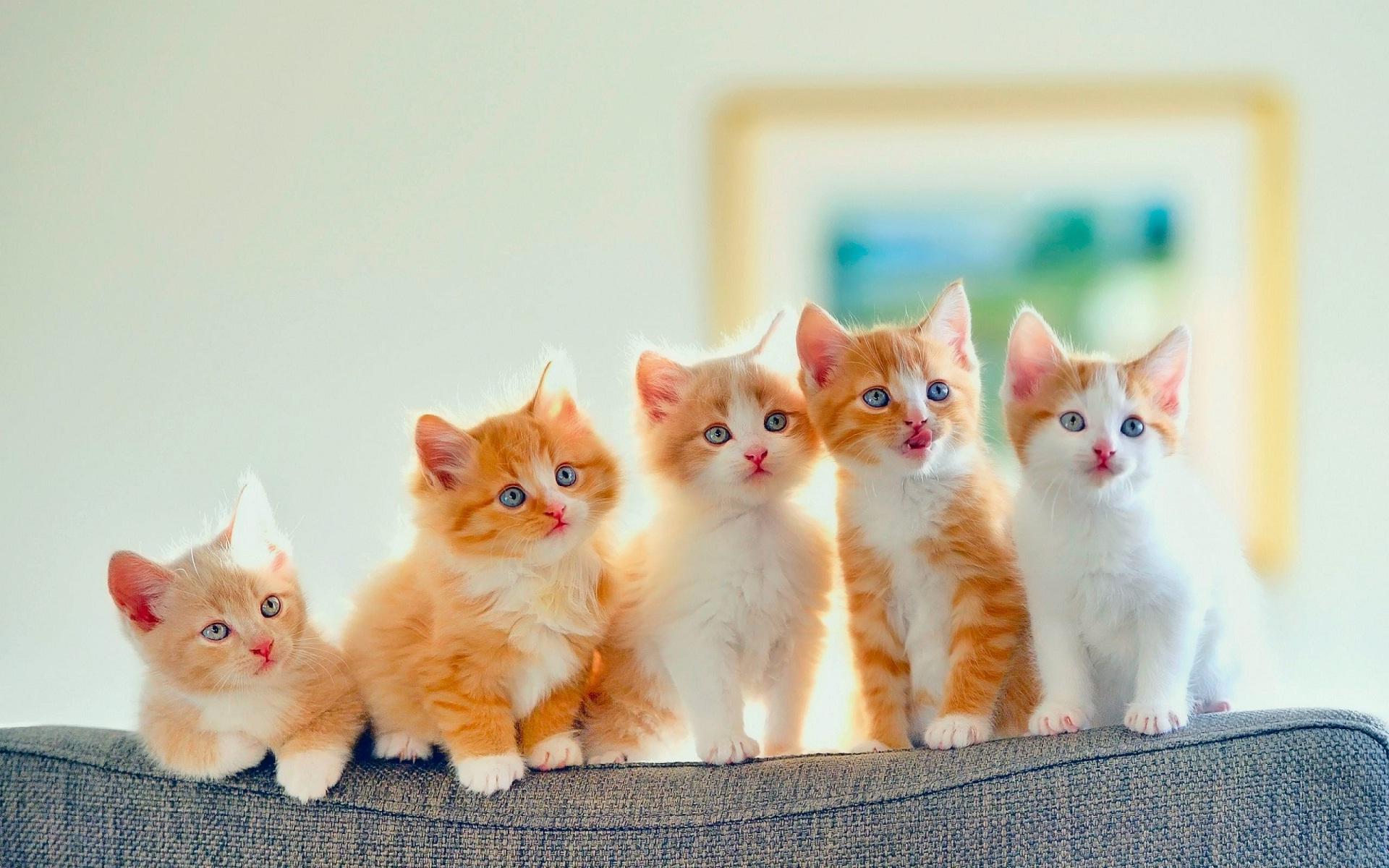 Cute xỉu ảnh hình nền đẹp nhất về các chú mèo
