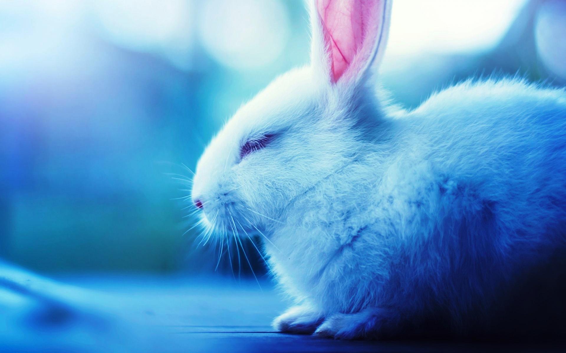Download ảnh nền đẹp cho máy tính về chú thỏ dễ thương