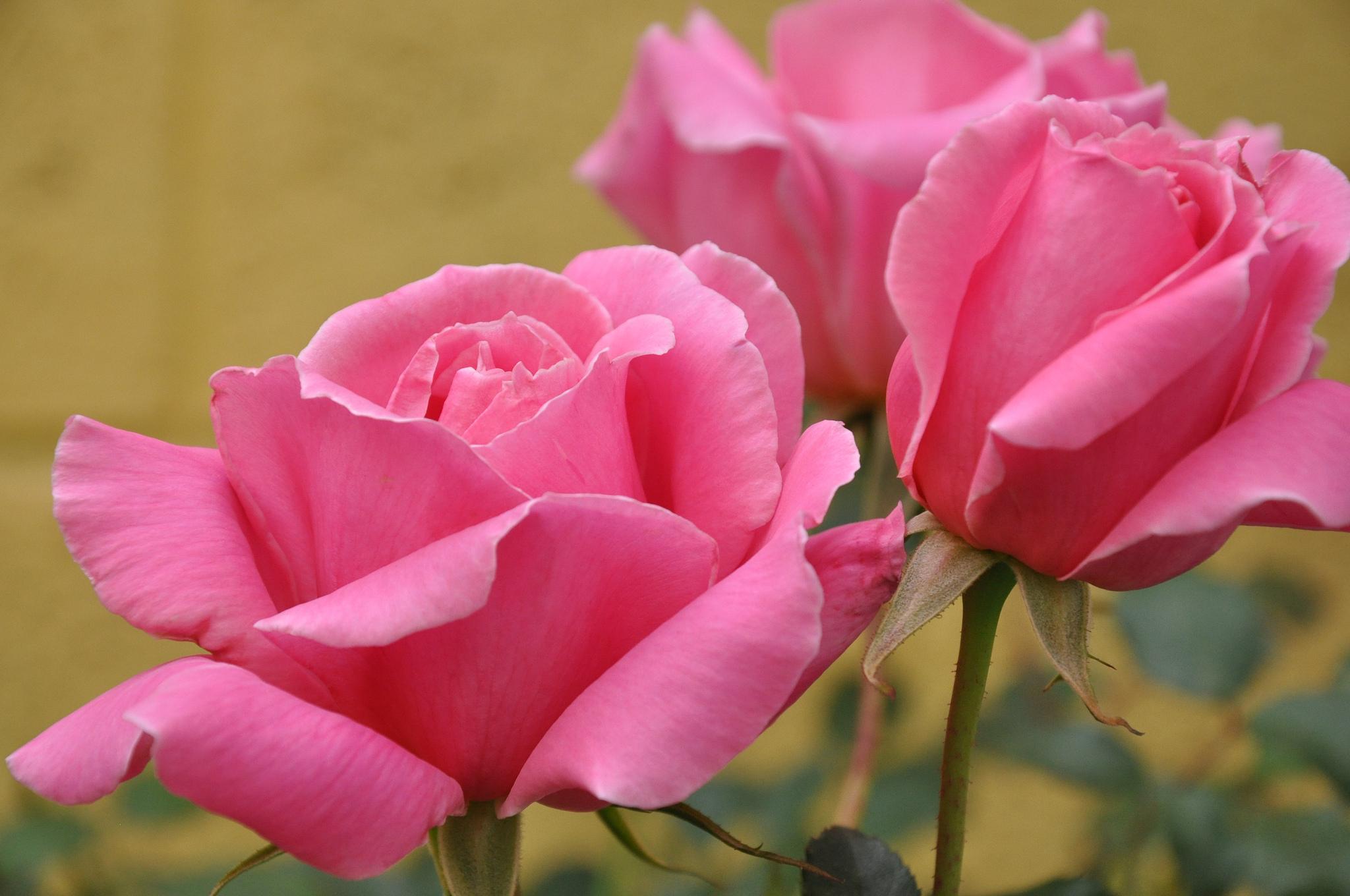 Tải hình ảnh nền đẹp về hoa hồng
